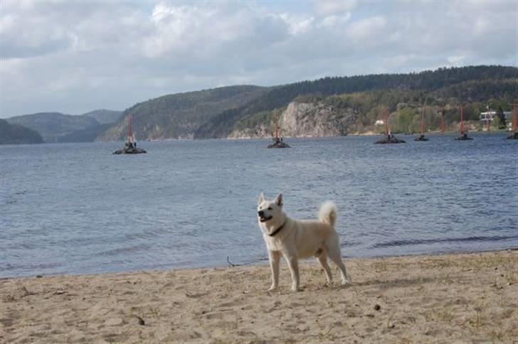 Norsk buhund Chavez (2001-2012) - "Jeg er for første gang kommet til Norge" billede 16