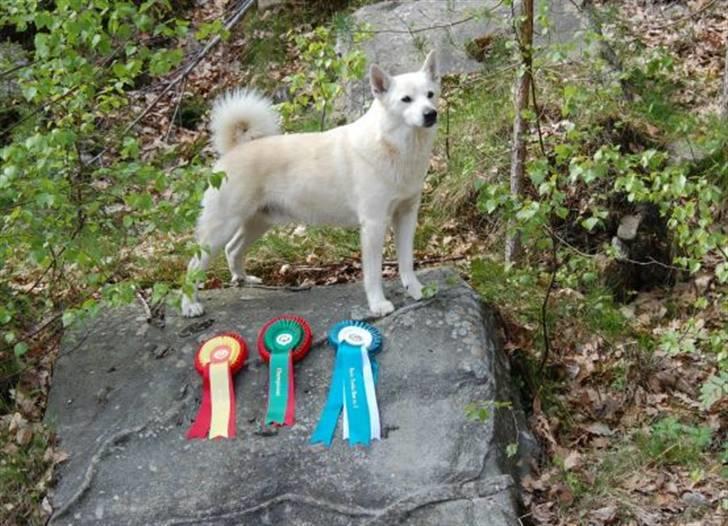 Norsk buhund Chavez (2001-2012) - "Jeg har været på udstilling i Norge og gjorde det rigtig godt" billede 17
