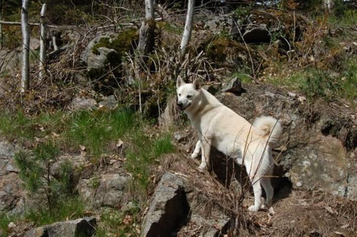 Norsk buhund Chavez (2001-2012) - "Jeg er skabt til at klatre på klipper" billede 18
