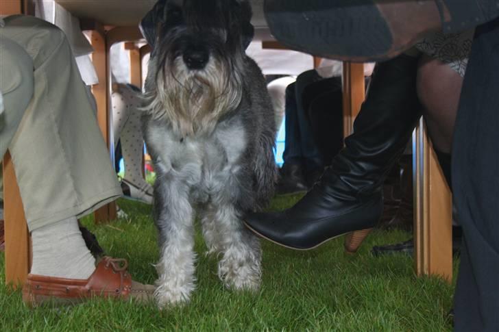 Mellemschnauzer Rabjerg's Skywalker - min konfirmation d. 8/5/09 {foto: MIIG} - Casso : Jeg gemmer mig liige herinde indtil gæsterne er gået ikk`? billede 18