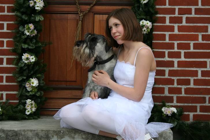 Mellemschnauzer Rabjerg's Skywalker - min konfirmation d. 8/5/09 {foto: ANNA} billede 19