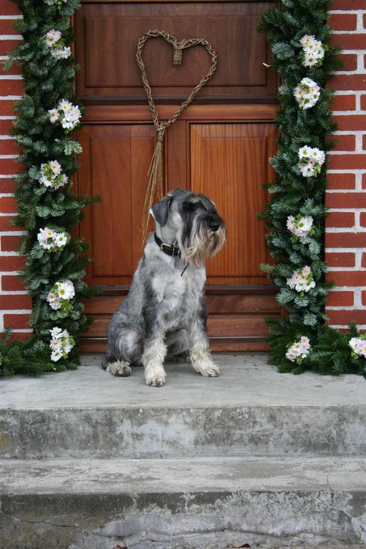 Mellemschnauzer Rabjerg's Skywalker - min konfirmation d. 8/5/09 {foto: ANNA} billede 20