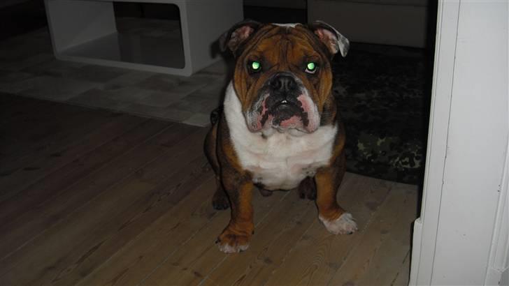 Engelsk bulldog Sylvester billede 12