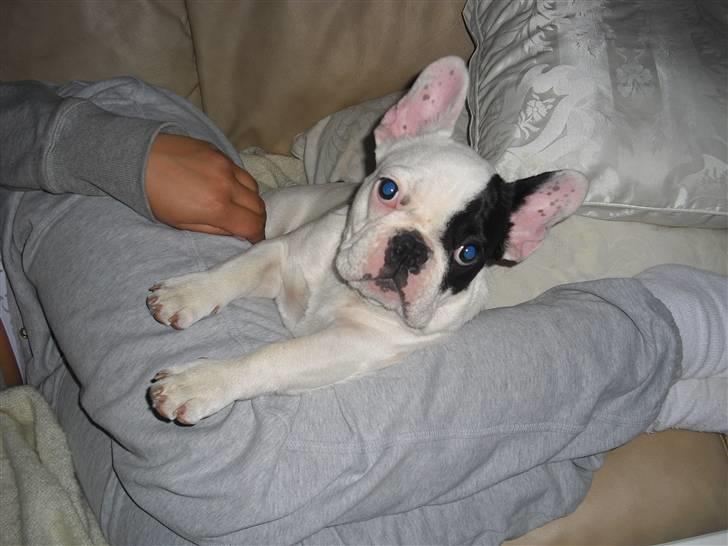 Fransk bulldog Chleo billede 12