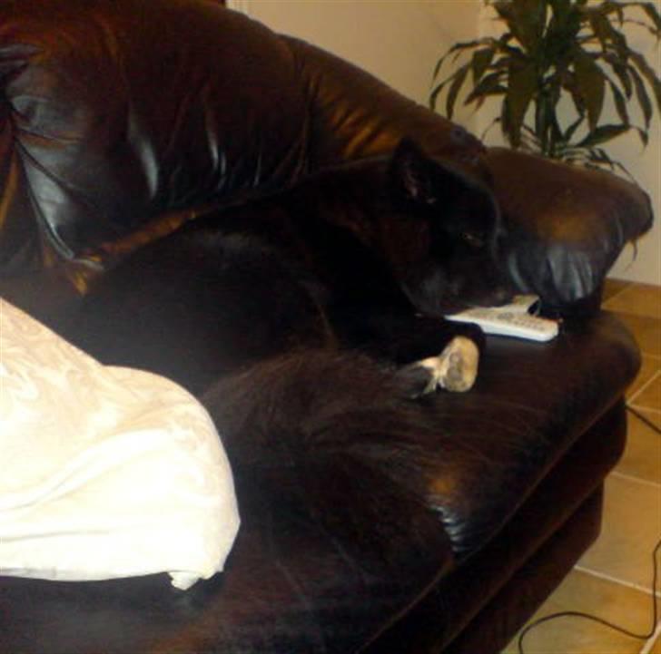 Islandsk fårehund Balder - Her i huset er det Balder der styrer fjernbetjeningerne ;-) billede 15