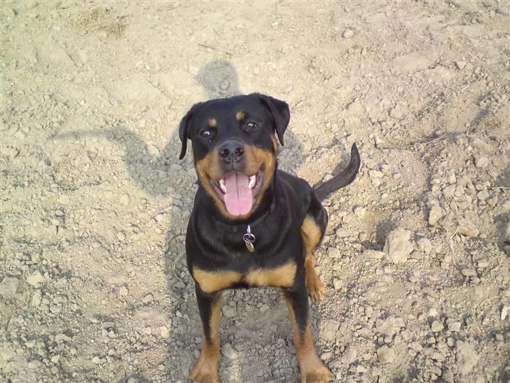 Rottweiler Fie billede 10