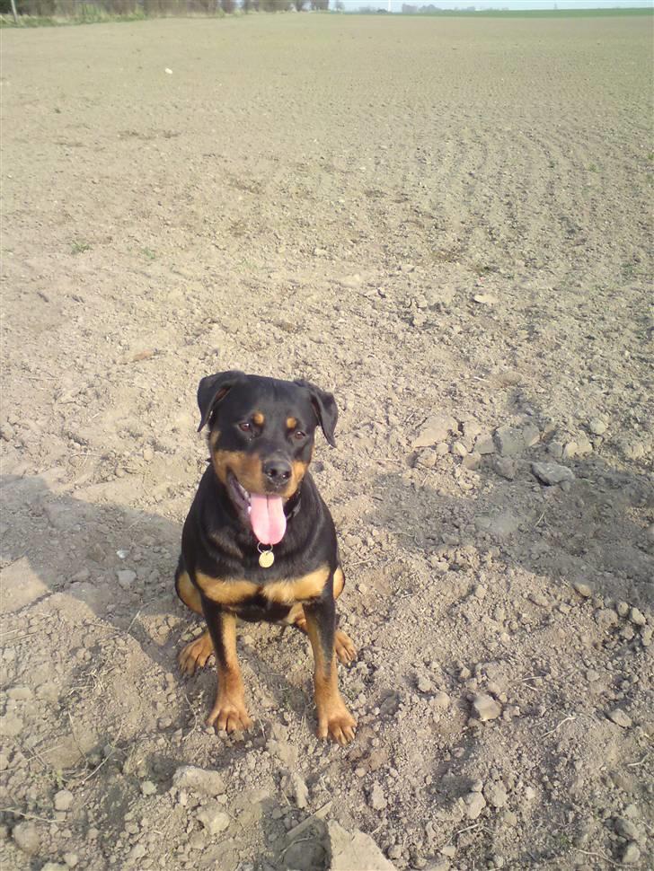 Rottweiler Fie billede 11