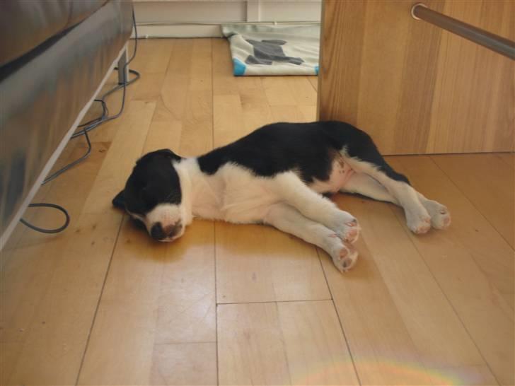 Blanding af racer Nila - hos nye ejere billede 13