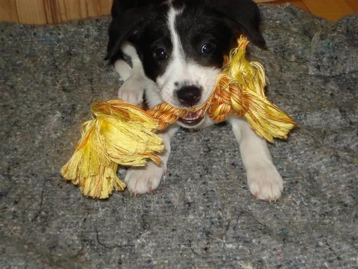 Blanding af racer Nila - hos nye ejere billede 14