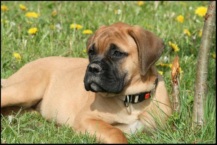 Bullmastiff Pi billede 20