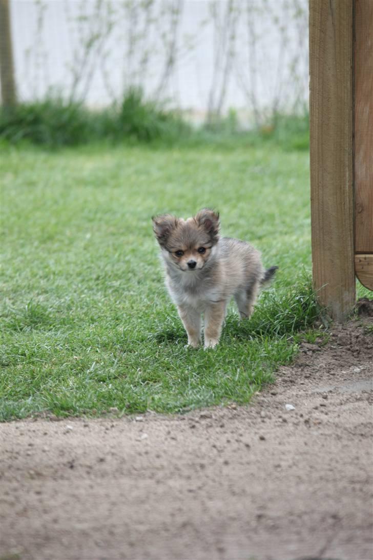 Chihuahua Divine Angel billede 16