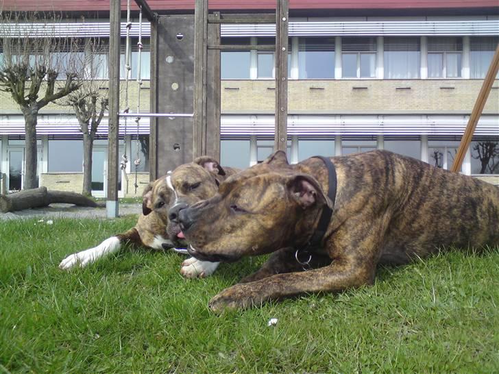 Amerikansk bulldog Alicia (Keys) billede 18