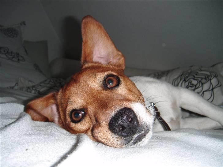 Jack russell terrier Chivas - er det fint nok påå den måde jeg ligger her???;-)) billede 1