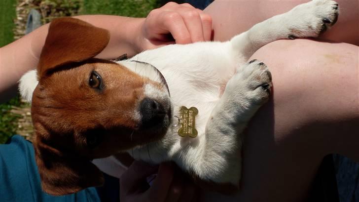 Jack russell terrier Chivas - "Årh nu er jeg faktisk ved at være lidt træt ;s!" billede 2