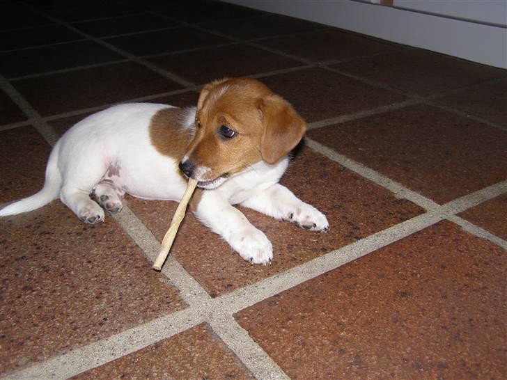 Jack russell terrier Chivas - "Er det mig du snakker til?" :) billede 3