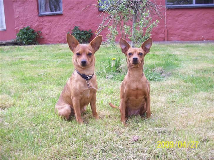 Dvaergpinscher Enya - Enya og Ellie foran vores nye hus. billede 11