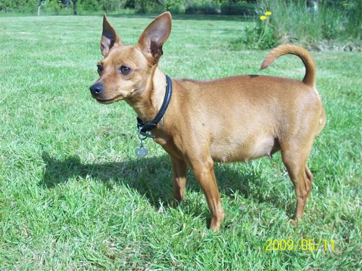 Dvaergpinscher Enya - Så er Enya 5 uger henne, og maven viser sig så småt. billede 12