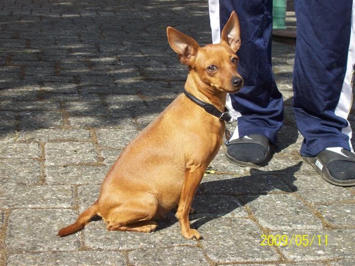 Dvaergpinscher Enya - Smukke Enya, nu med mave på. billede 13