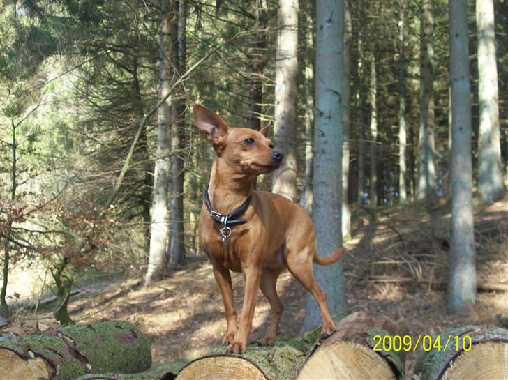 Dvaergpinscher Enya - Enya i skoven i foråret. billede 14