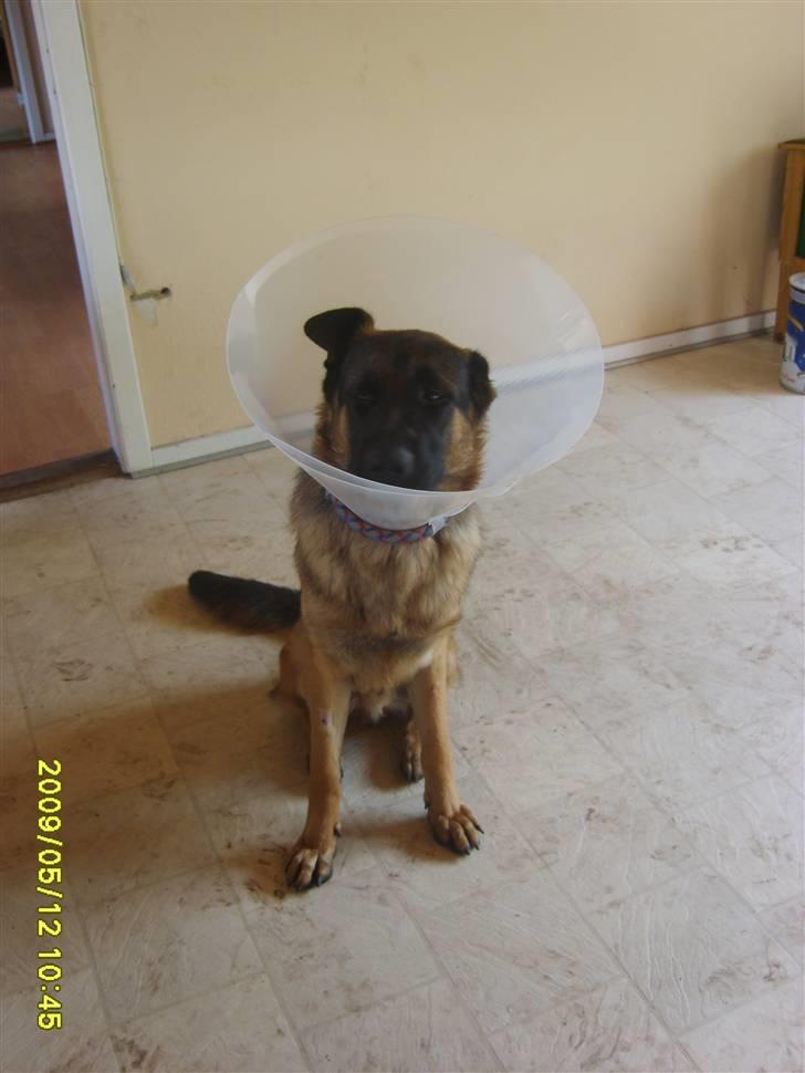 Schæferhund Taico. 2008-2010. R.I.P - Taico et par dage efter kasterestionen billede 14