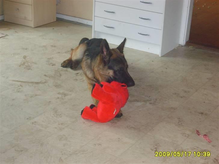 Schæferhund Taico. 2008-2010. R.I.P - Taico med hans bamse billede 15