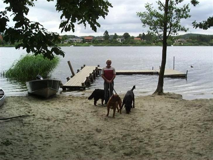 Rottweiler bacchus billede 5