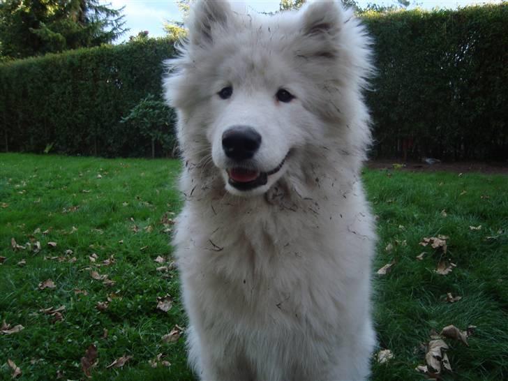 Samojedhund Kiak´Qato of Aslan Lo-Key - Sådan ser man ud efter god leg med hundevennen (6 mdr) billede 14