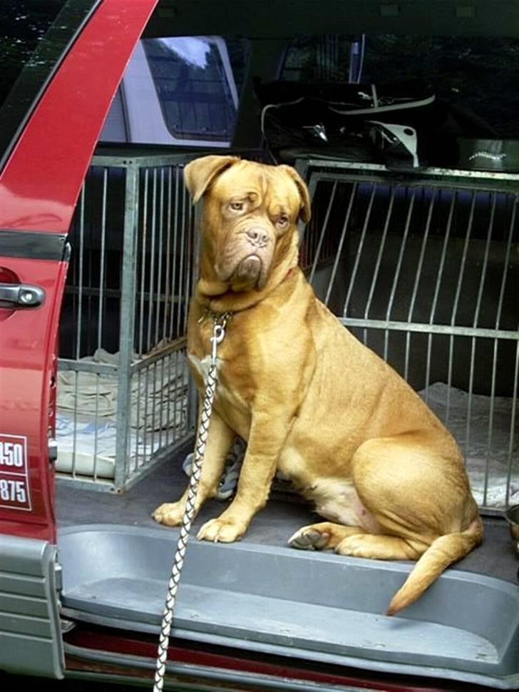 Rottweiler bacchus billede 6