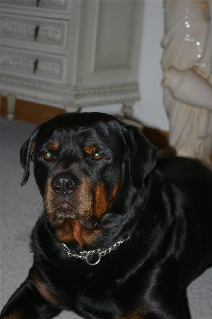 Rottweiler bacchus billede 7