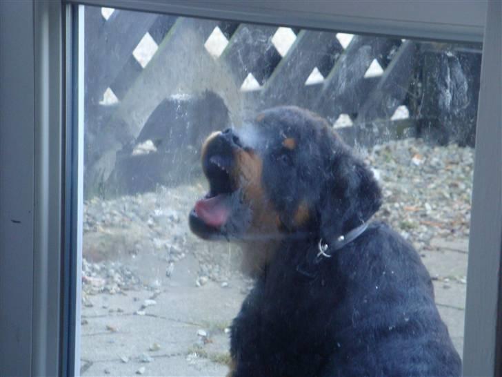 Rottweiler IRON billede 7