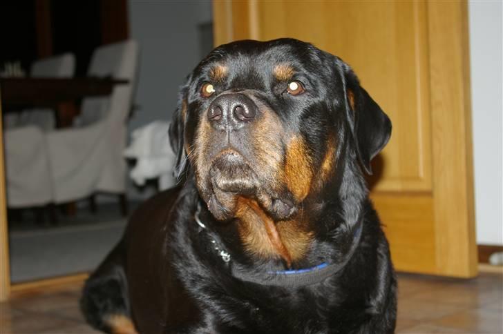 Rottweiler bacchus billede 8