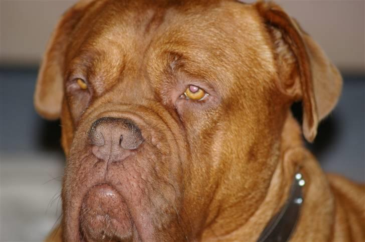 Rottweiler bacchus billede 9