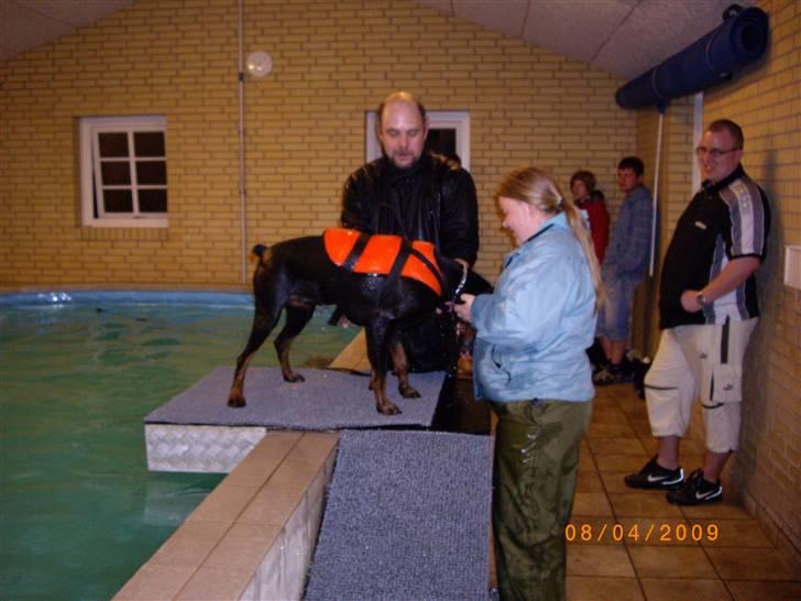 Dobermann kaiza R.I.P - første gang til svømning  billede 16