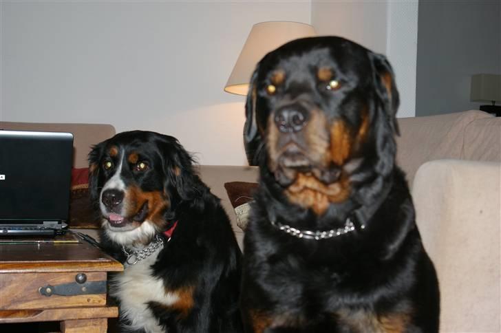 Rottweiler bacchus billede 11
