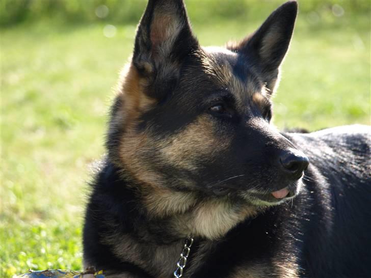 Schæferhund Tinka - Vi tager lige en slapper!! (x <3 billede 1