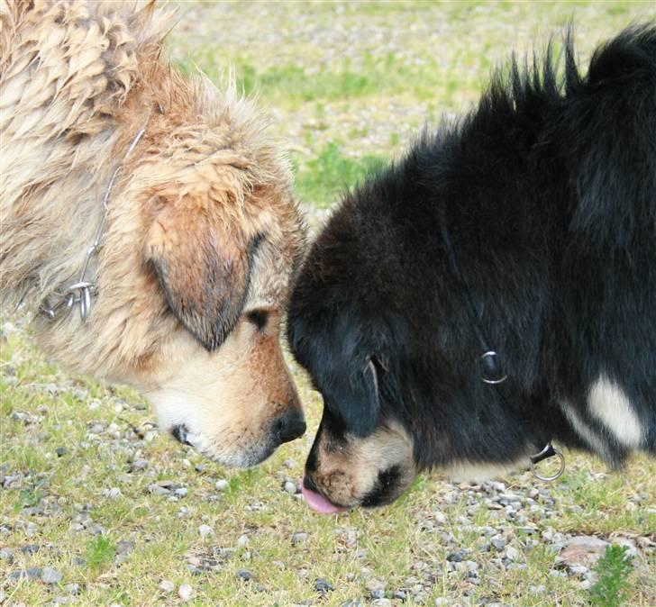 Tibetansk mastiff Himmelhund Tesla billede 24