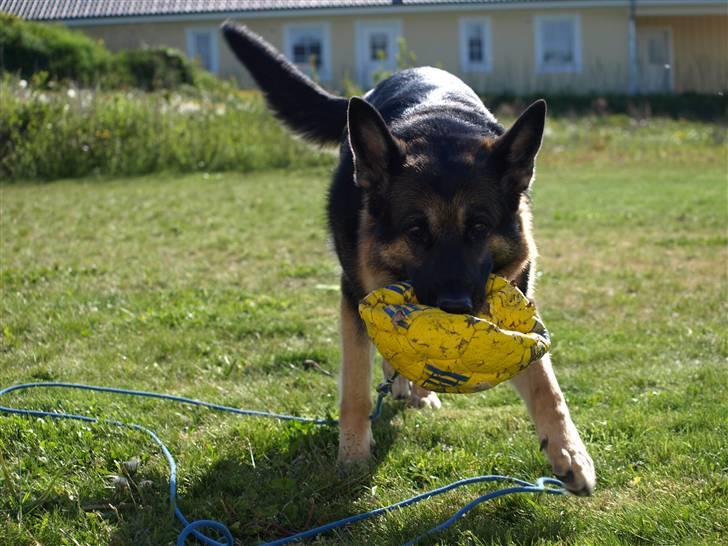 Schæferhund Tinka - "Skal vi lege?!" billede 3