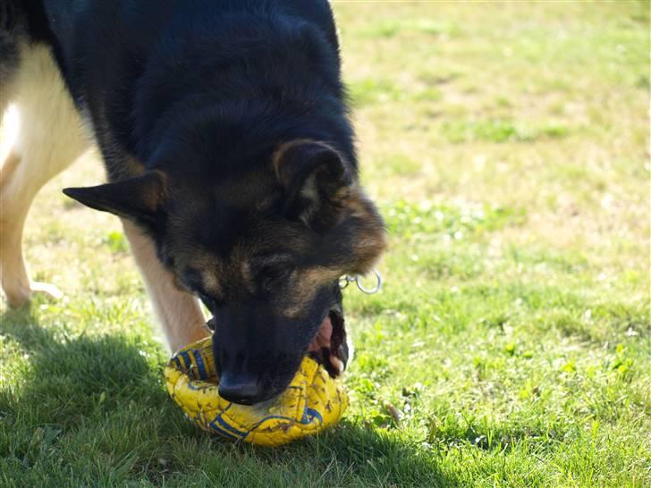 Schæferhund Tinka - Ja! vi ødelægger bolden liiidt mere (x billede 4