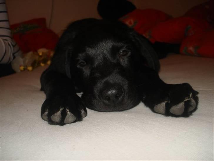 Labrador retriever Blue billede 1