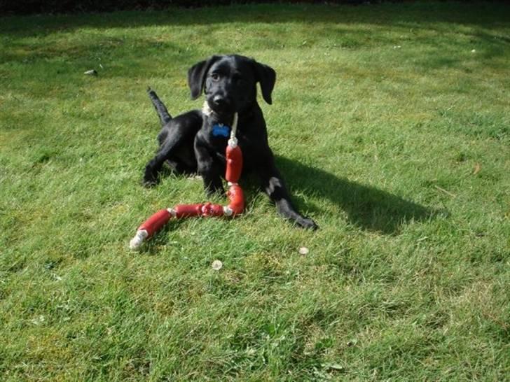 Labrador retriever Blue billede 2