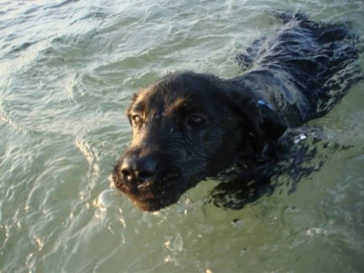 Labrador retriever Blue billede 3