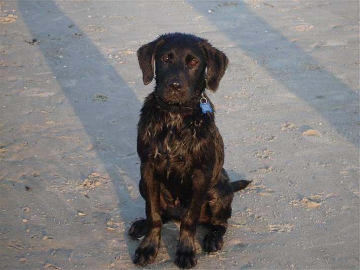 Labrador retriever Blue billede 4