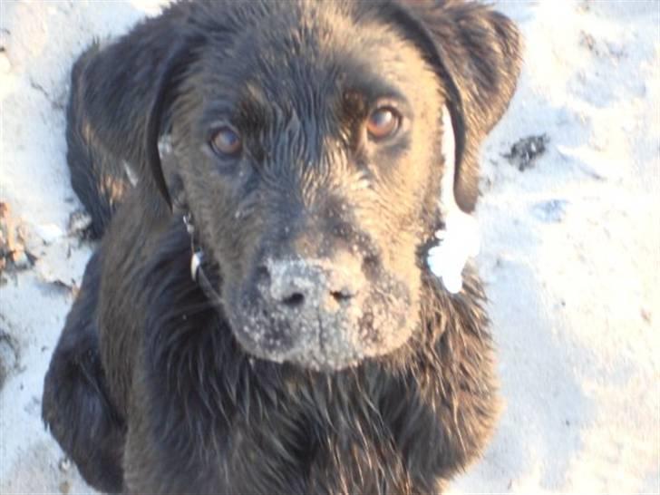 Labrador retriever Blue billede 5