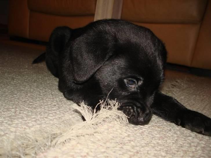 Labrador retriever Blue billede 6