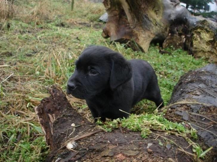 Labrador retriever Blue billede 7