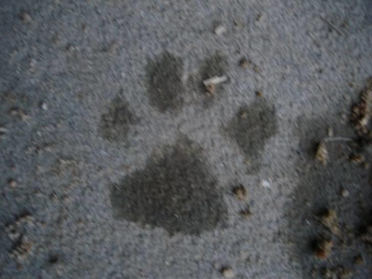 Labrador retriever Blue billede 8