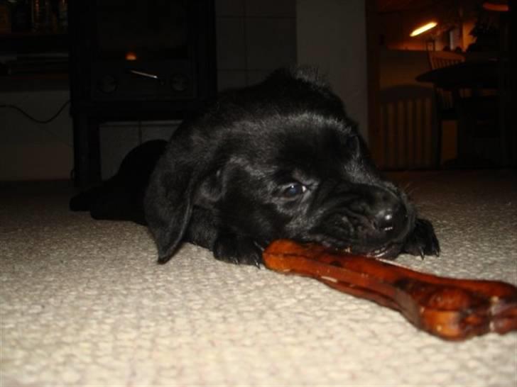 Labrador retriever Blue billede 9