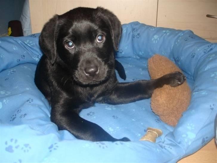 Labrador retriever Blue billede 10