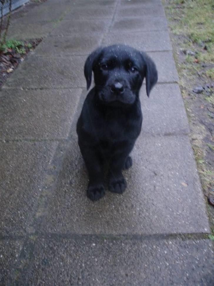 Labrador retriever Blue billede 11