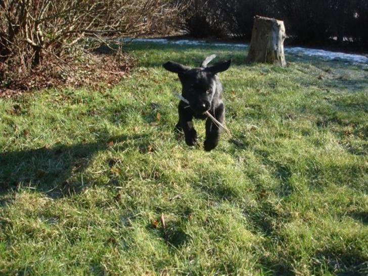 Labrador retriever Blue billede 12